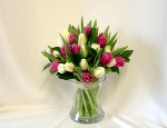 Tulip Burst