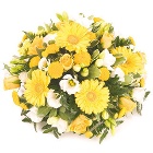 Yellow Posy